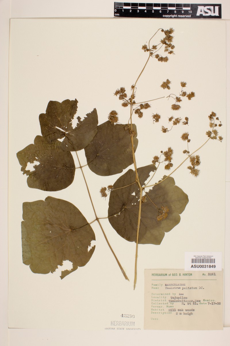 Thalictrum peltatum photo 2