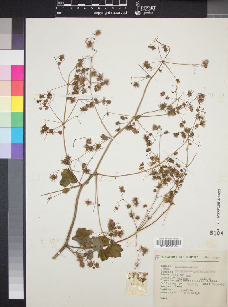 Thalictrum peltatum photo 3
