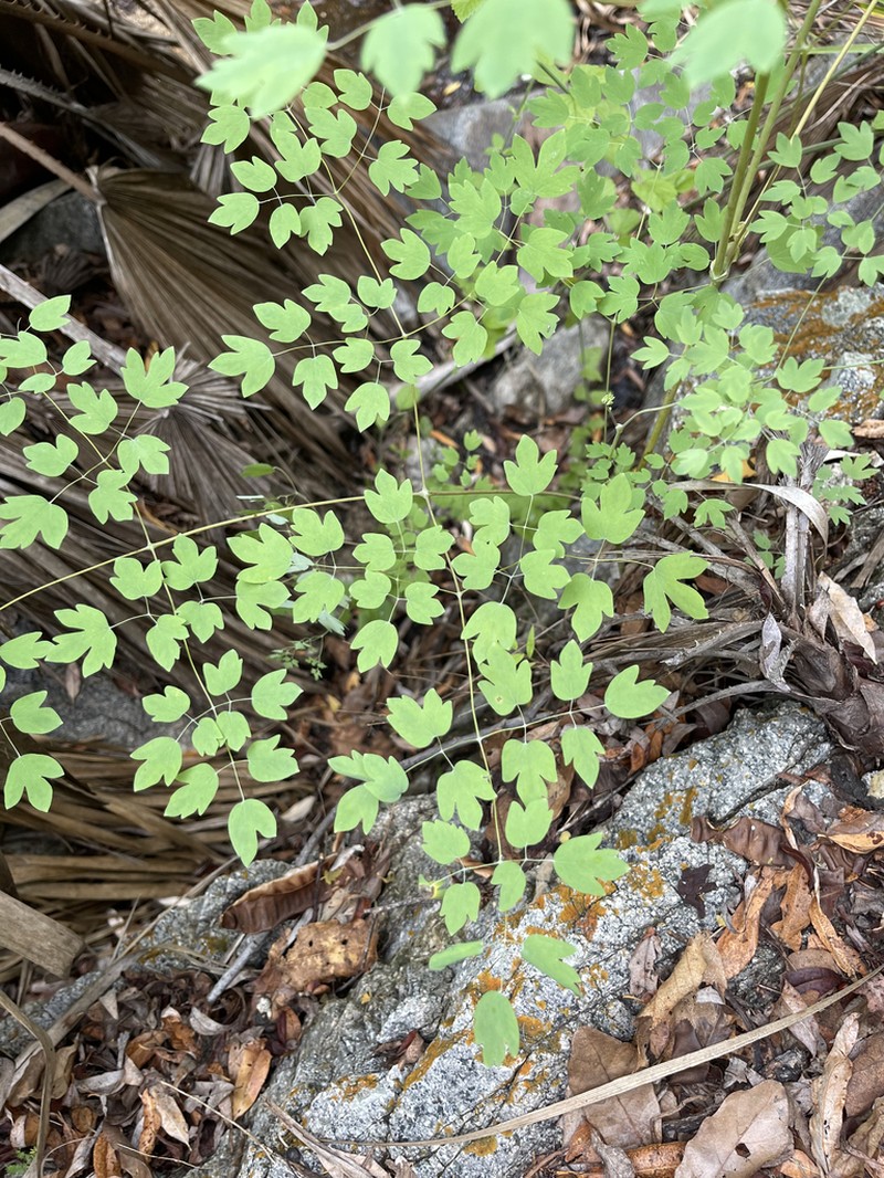 Thalictrum peninsulare