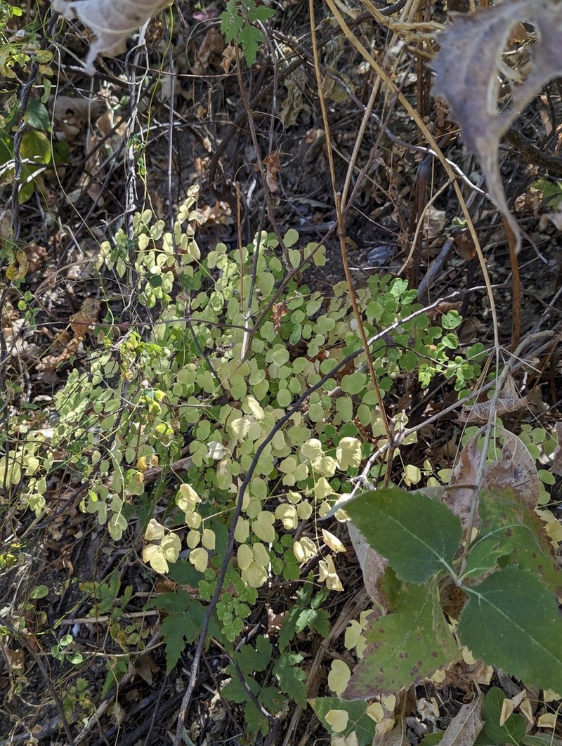 Thalictrum peninsulare photo 2