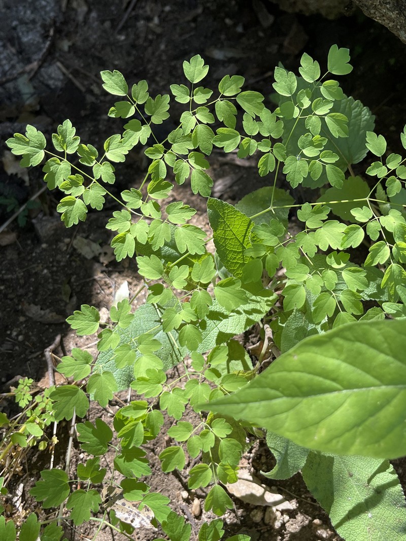 Thalictrum peninsulare photo 3
