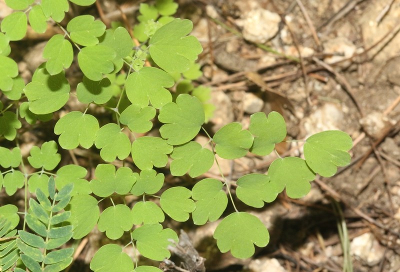 Thalictrum peninsulare photo 4
