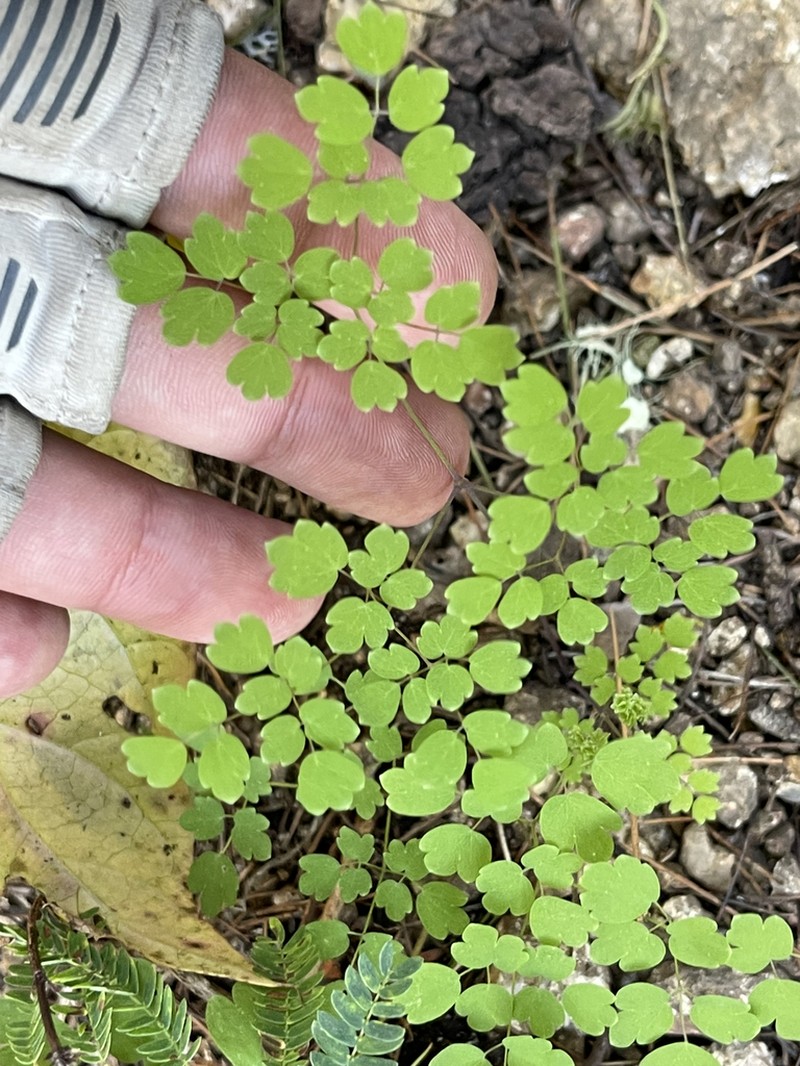 Thalictrum peninsulare photo 5