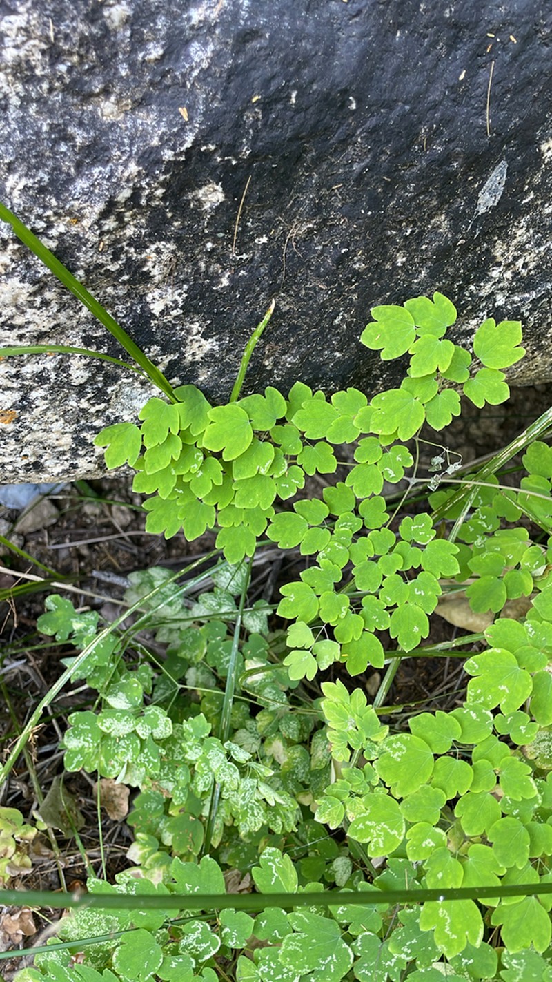 Thalictrum peninsulare photo 6
