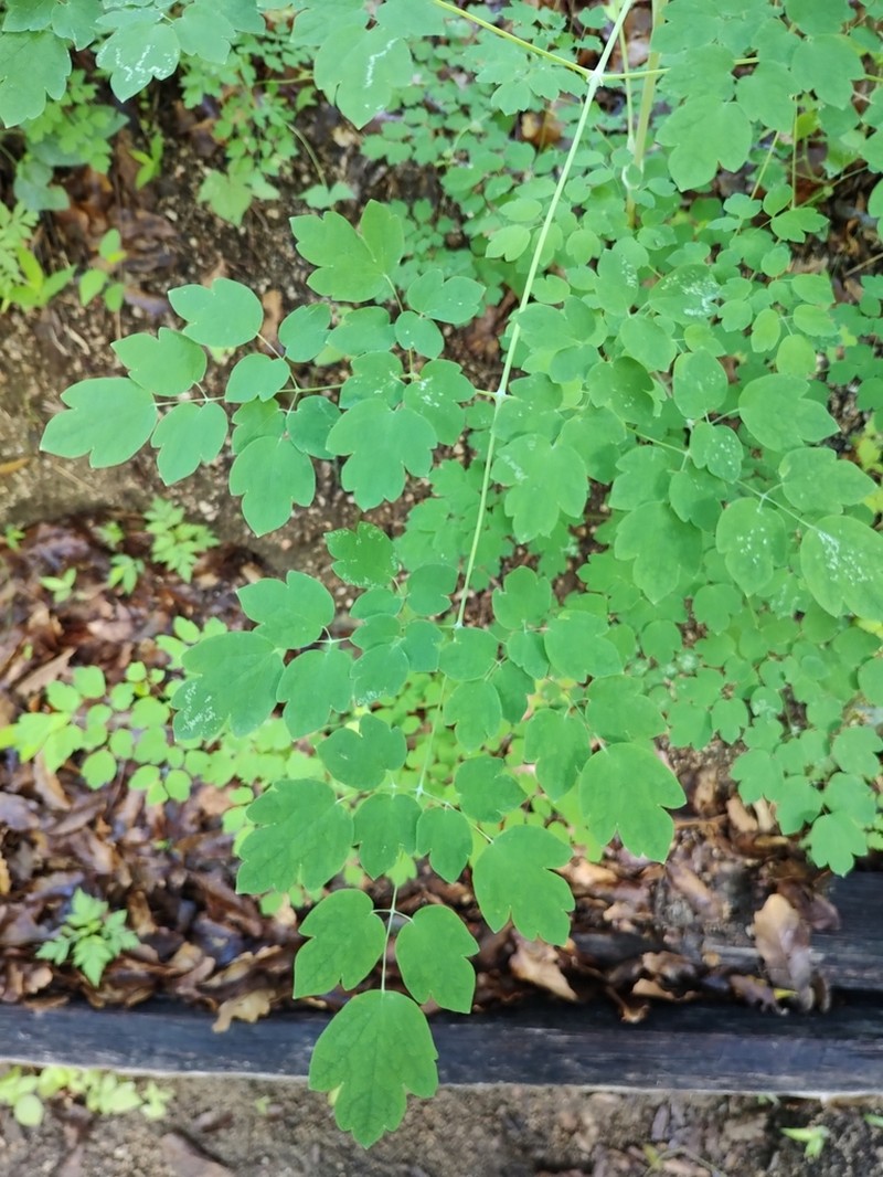 Thalictrum peninsulare photo 7