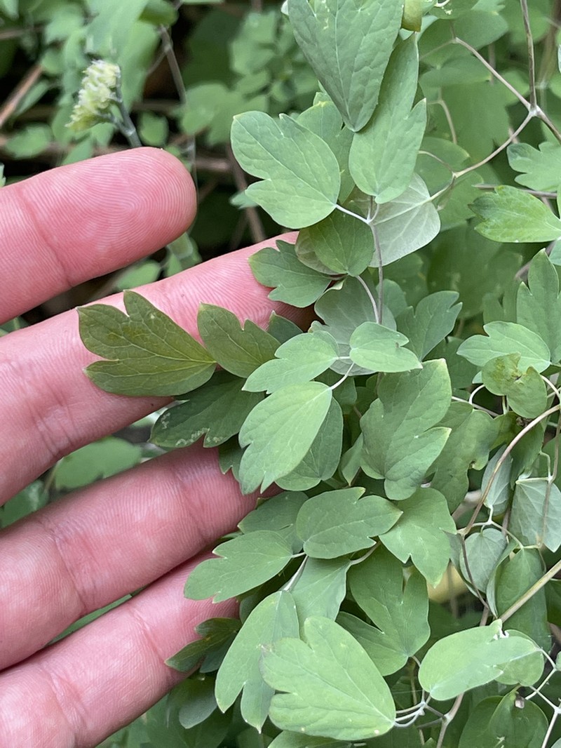 Thalictrum peninsulare photo 8