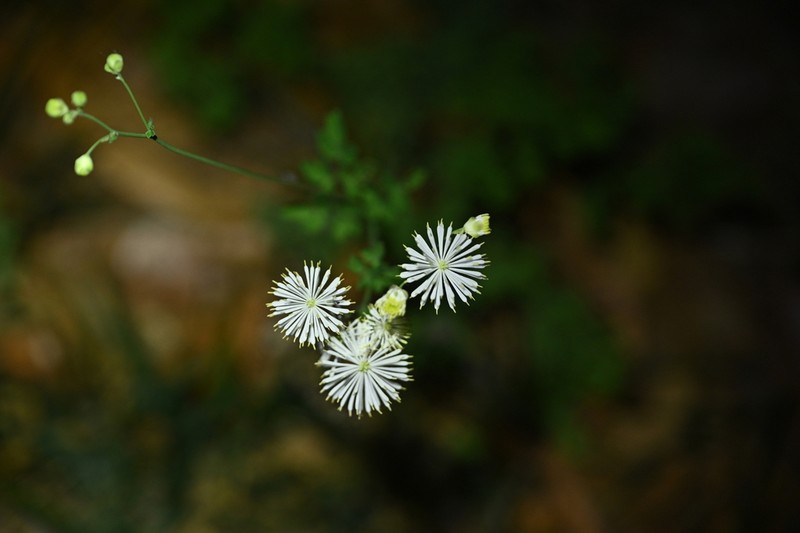 Thalictrum petaloideum