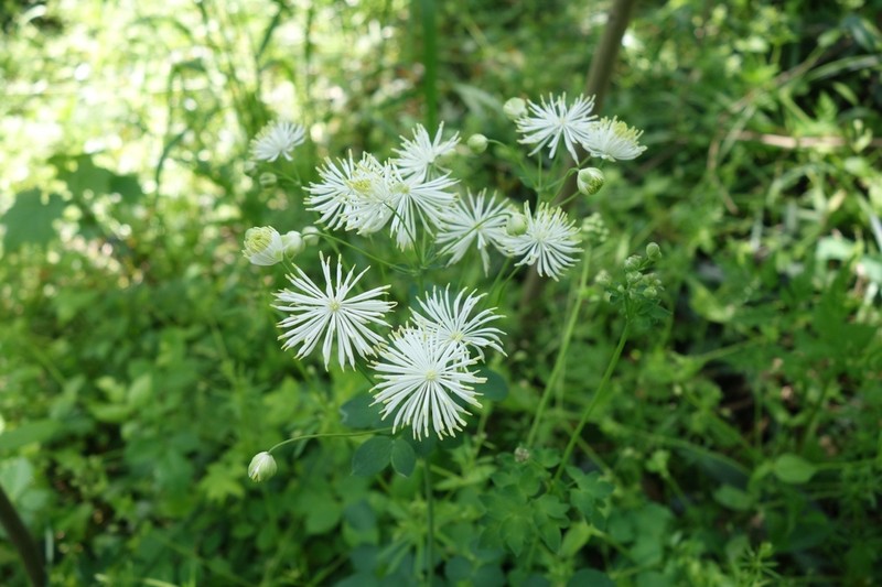 Thalictrum petaloideum photo 2