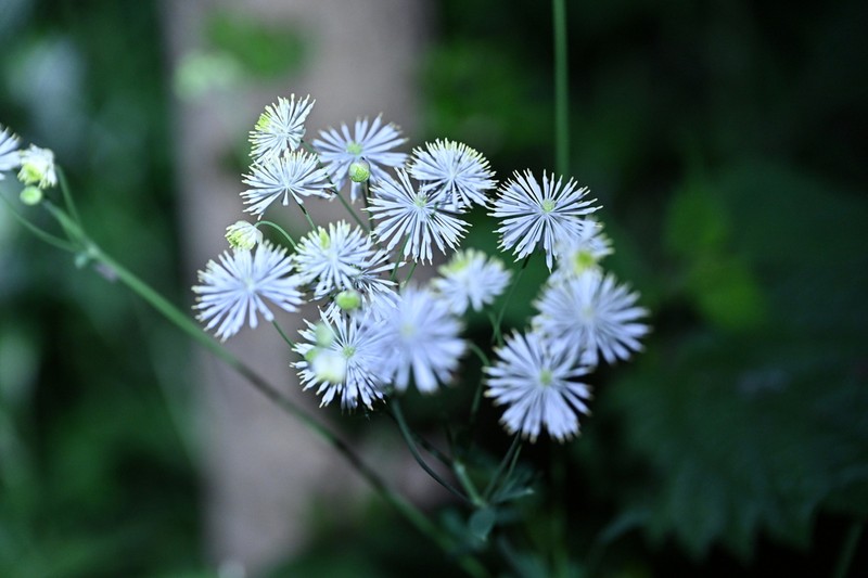 Thalictrum petaloideum photo 3