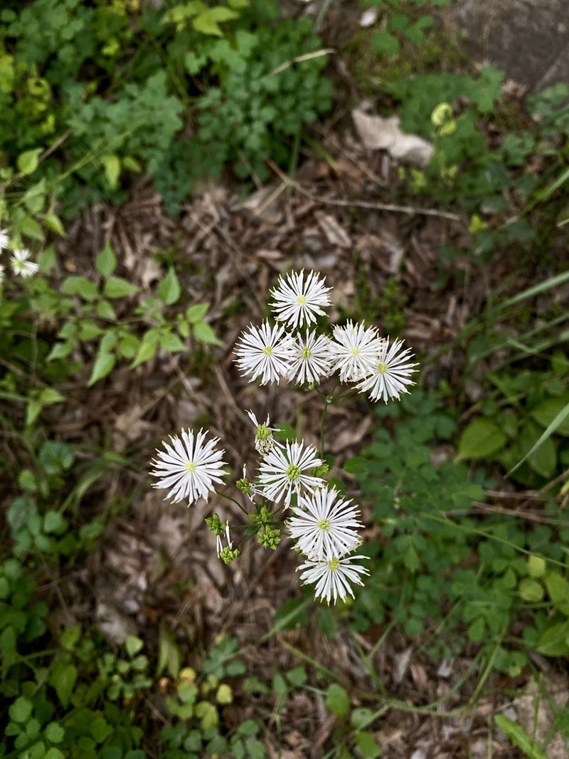 Thalictrum petaloideum photo 4