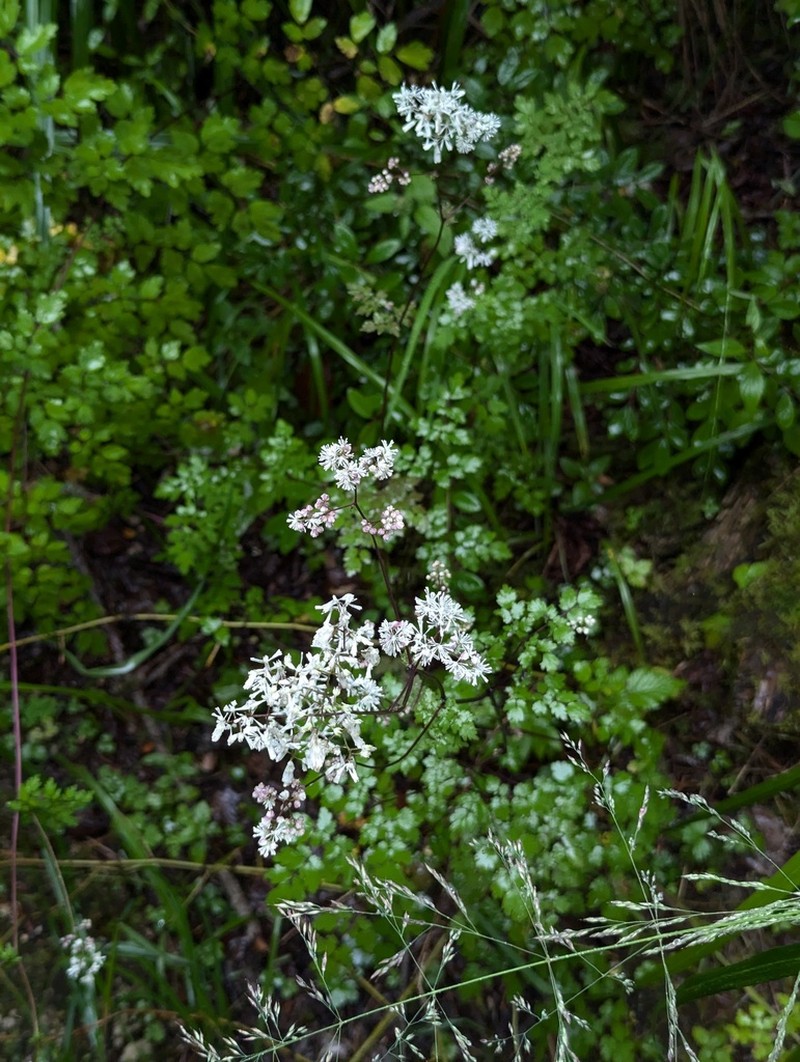 Thalictrum petaloideum photo 5