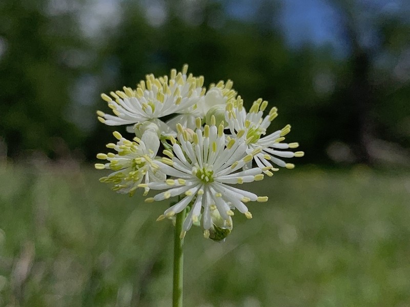 Thalictrum petaloideum photo 6