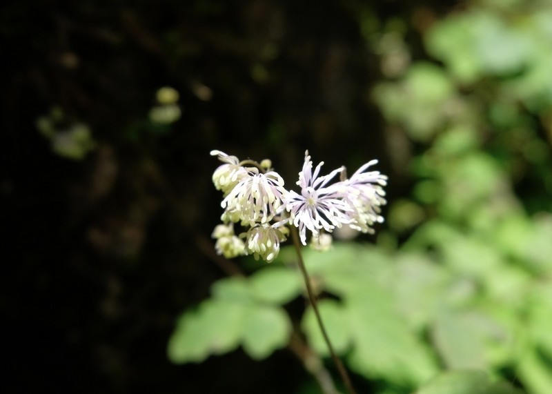 Thalictrum petaloideum photo 7