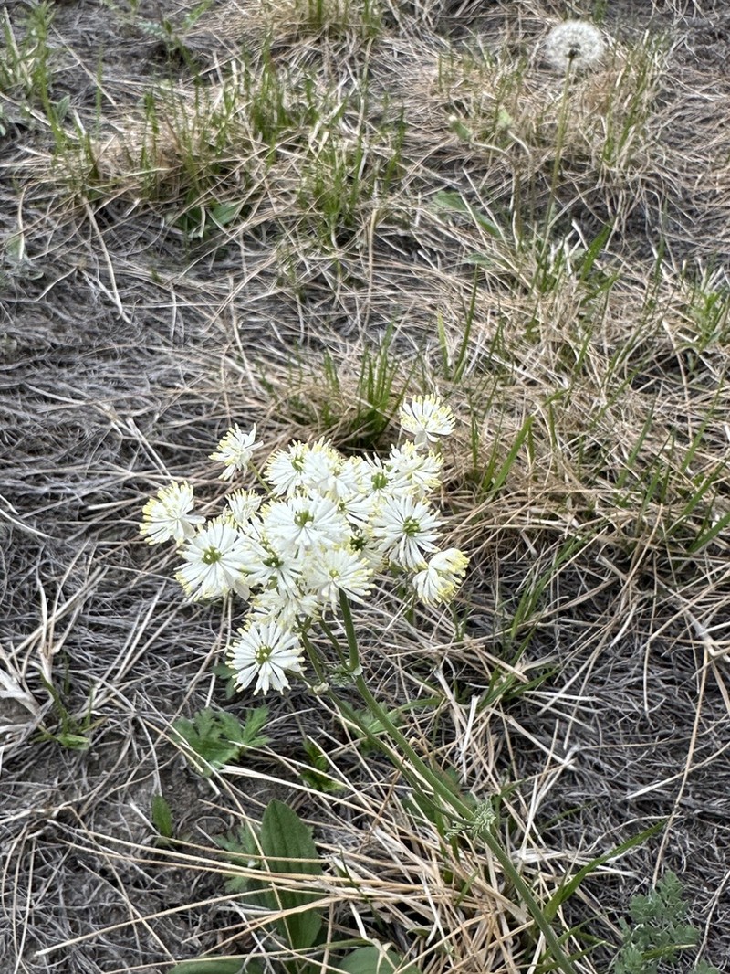 Thalictrum petaloideum photo 8