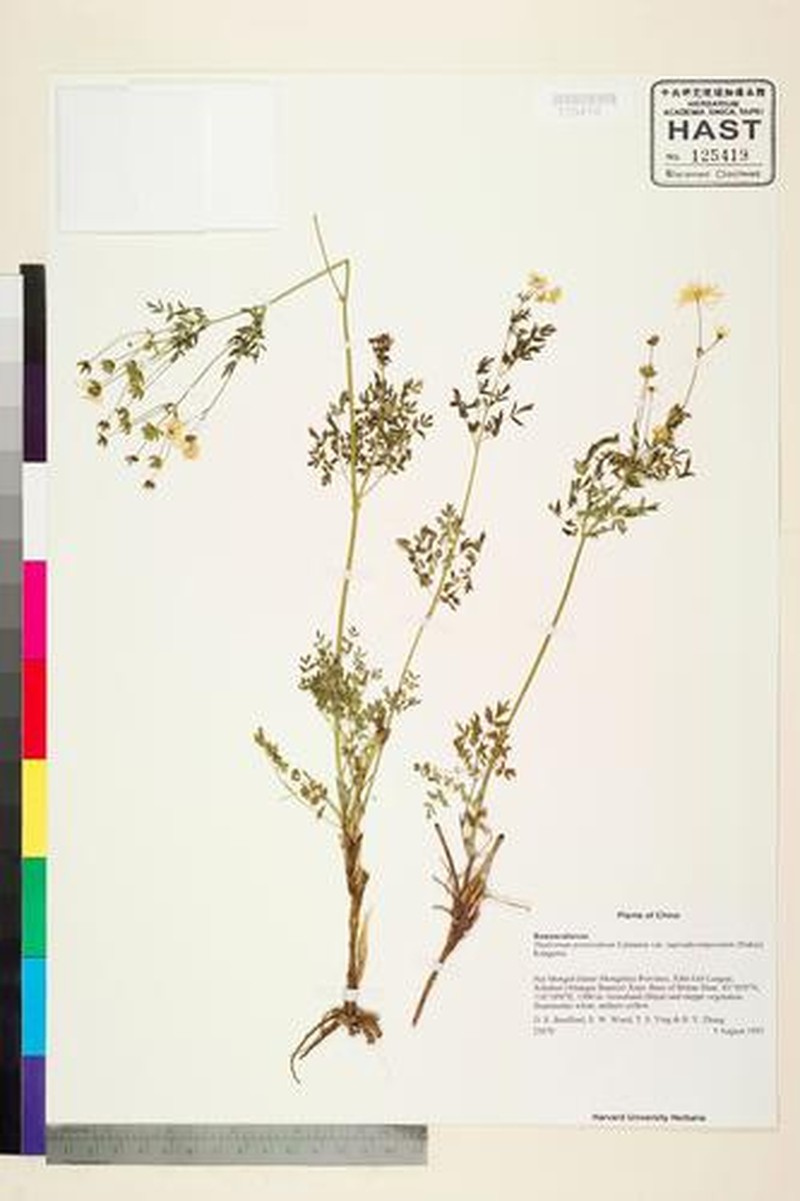 Thalictrum petaloideum var. supradecompositum
