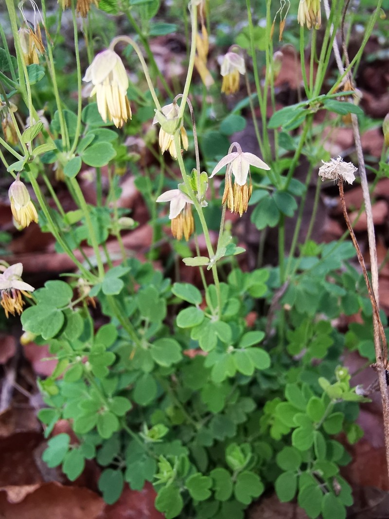 Thalictrum pinnatum