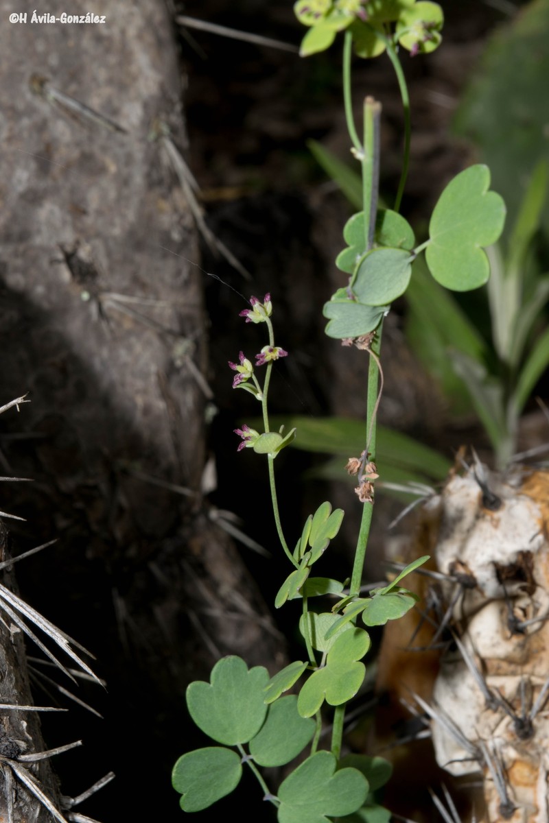 Thalictrum pinnatum photo 3