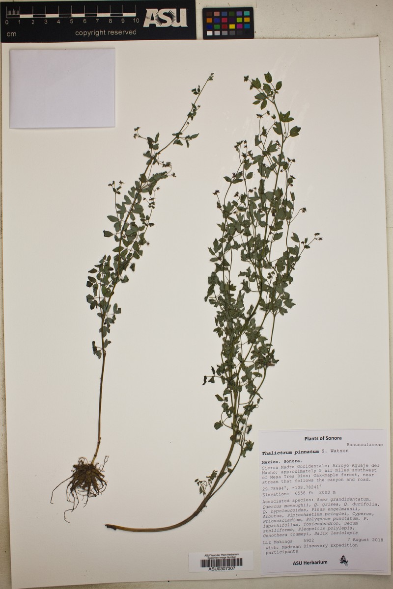Thalictrum pinnatum photo 4