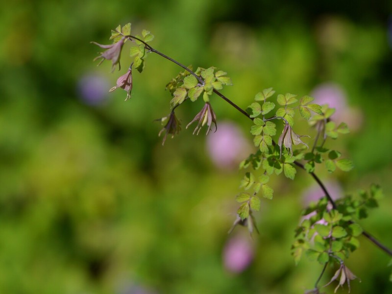 Thalictrum platycarpum