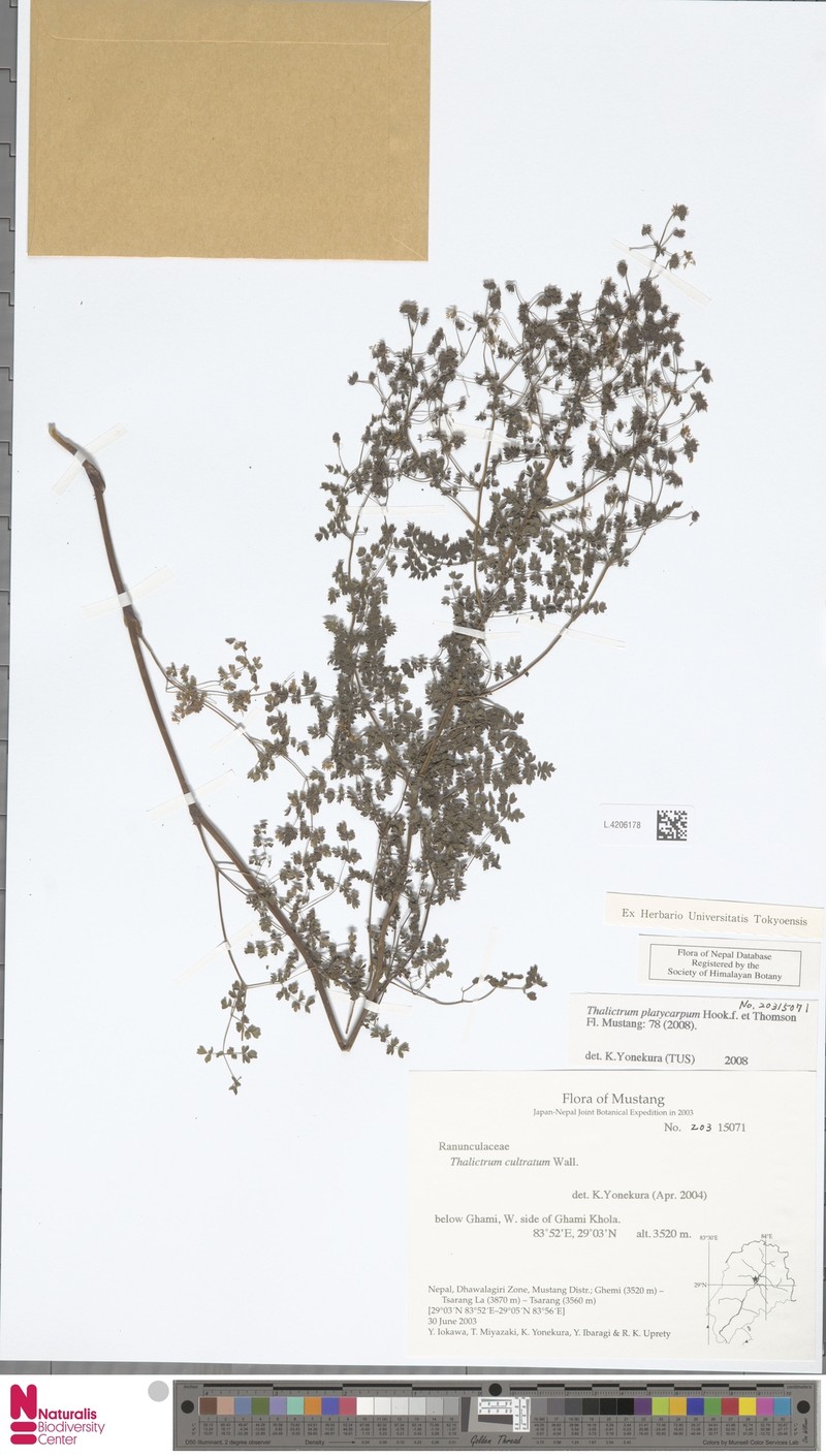 Thalictrum platycarpum photo 2