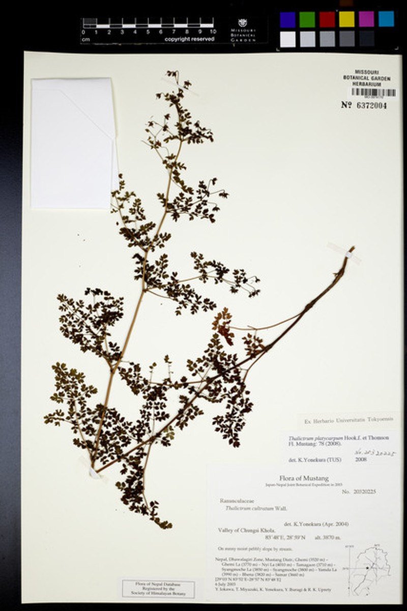 Thalictrum platycarpum photo 3