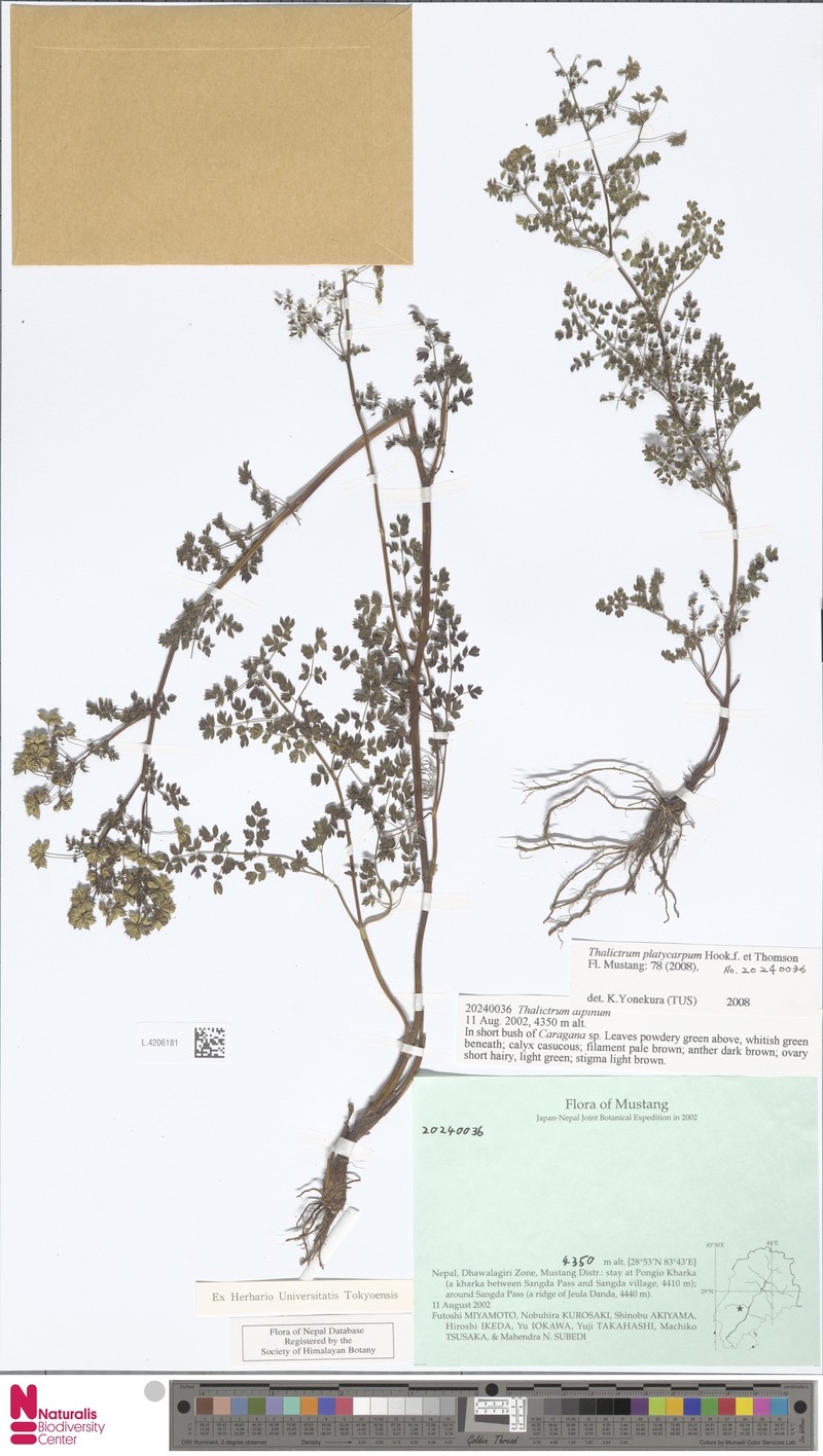 Thalictrum platycarpum photo 4
