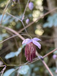 Thalictrum podocarpum