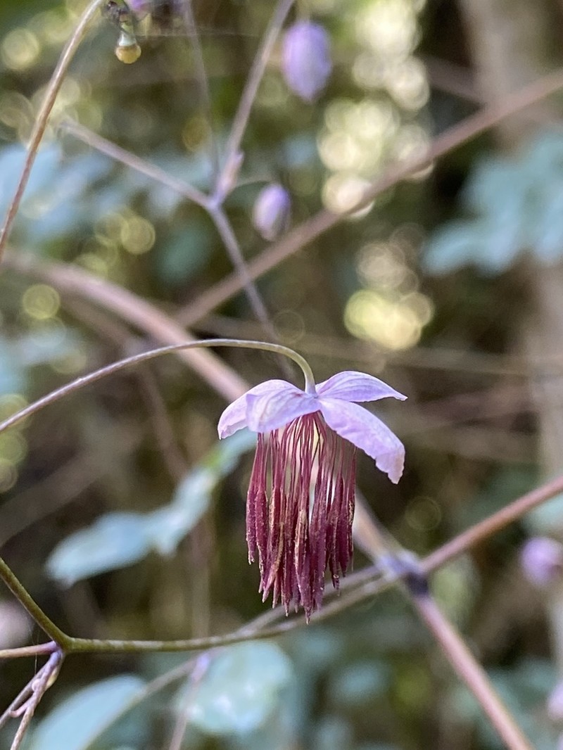 Thalictrum podocarpum