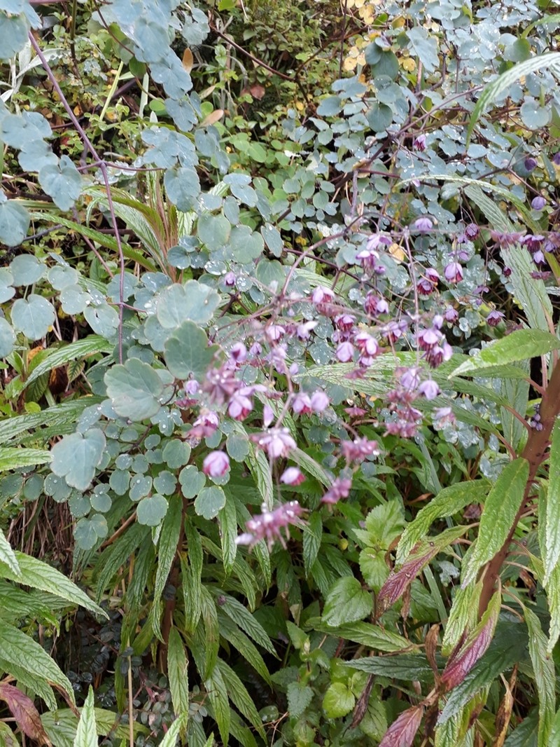Thalictrum podocarpum photo 2