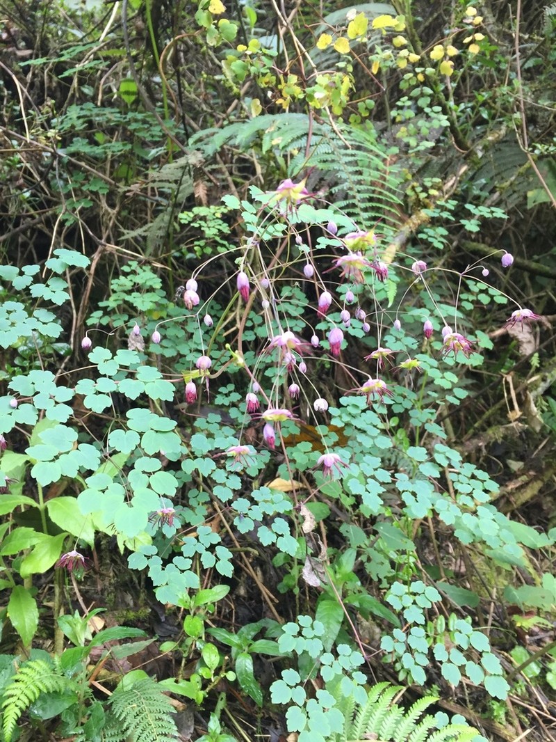 Thalictrum podocarpum photo 3