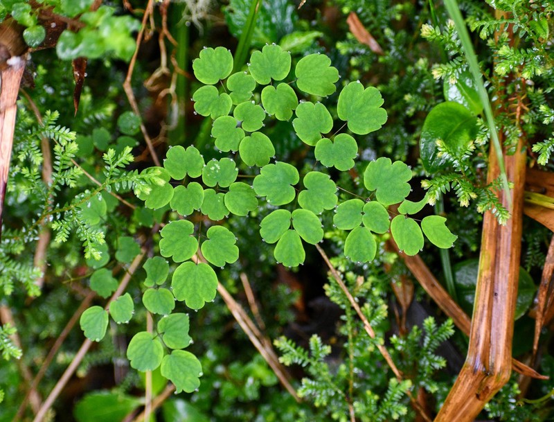 Thalictrum podocarpum photo 4