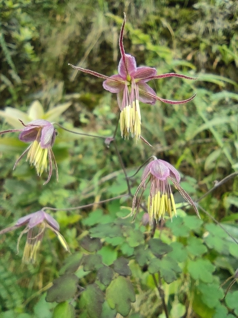 Thalictrum podocarpum photo 5