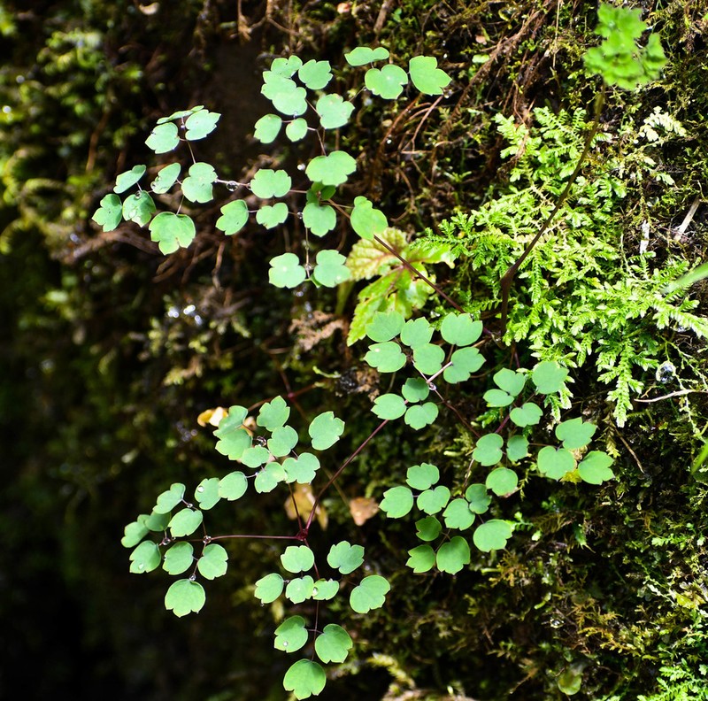 Thalictrum podocarpum photo 6