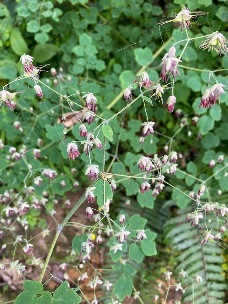 Thalictrum podocarpum photo 7