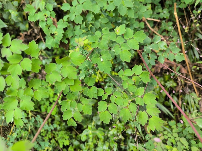 Thalictrum podocarpum photo 8