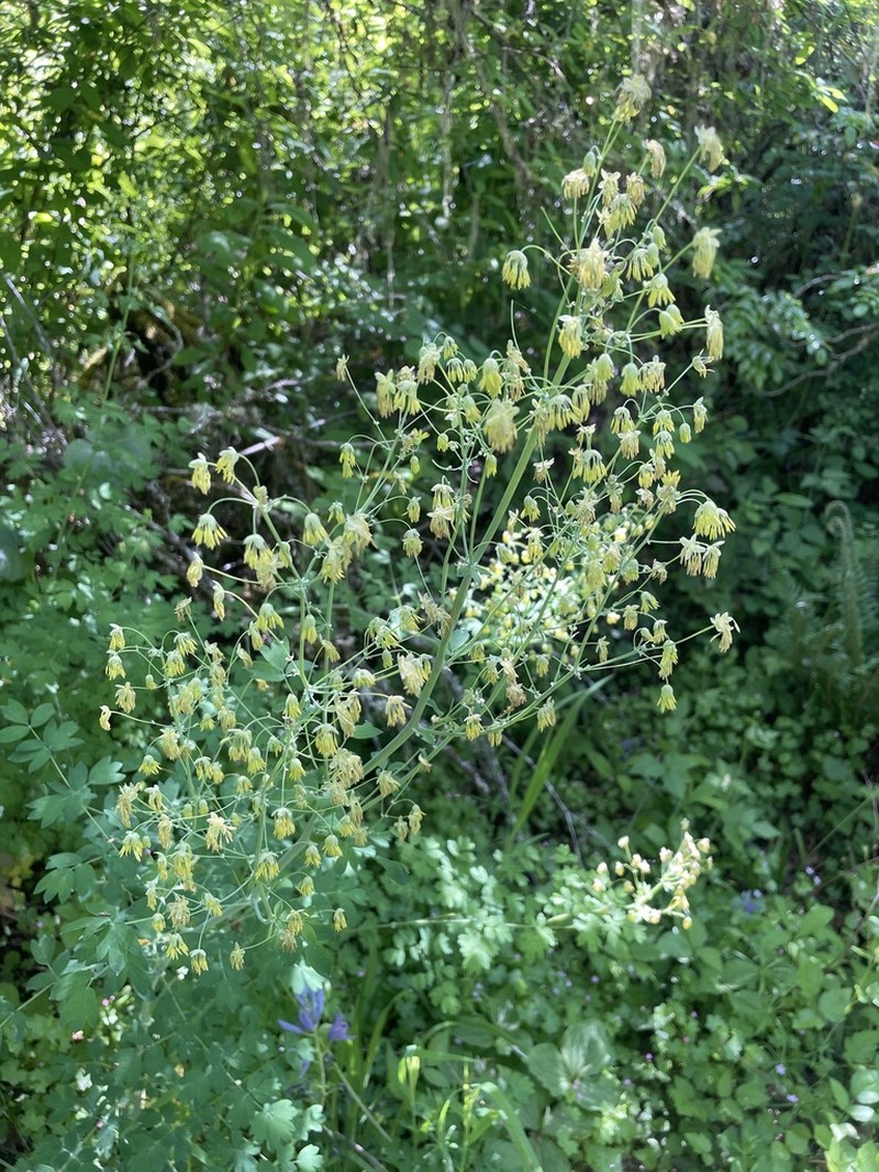 Thalictrum polycarpum