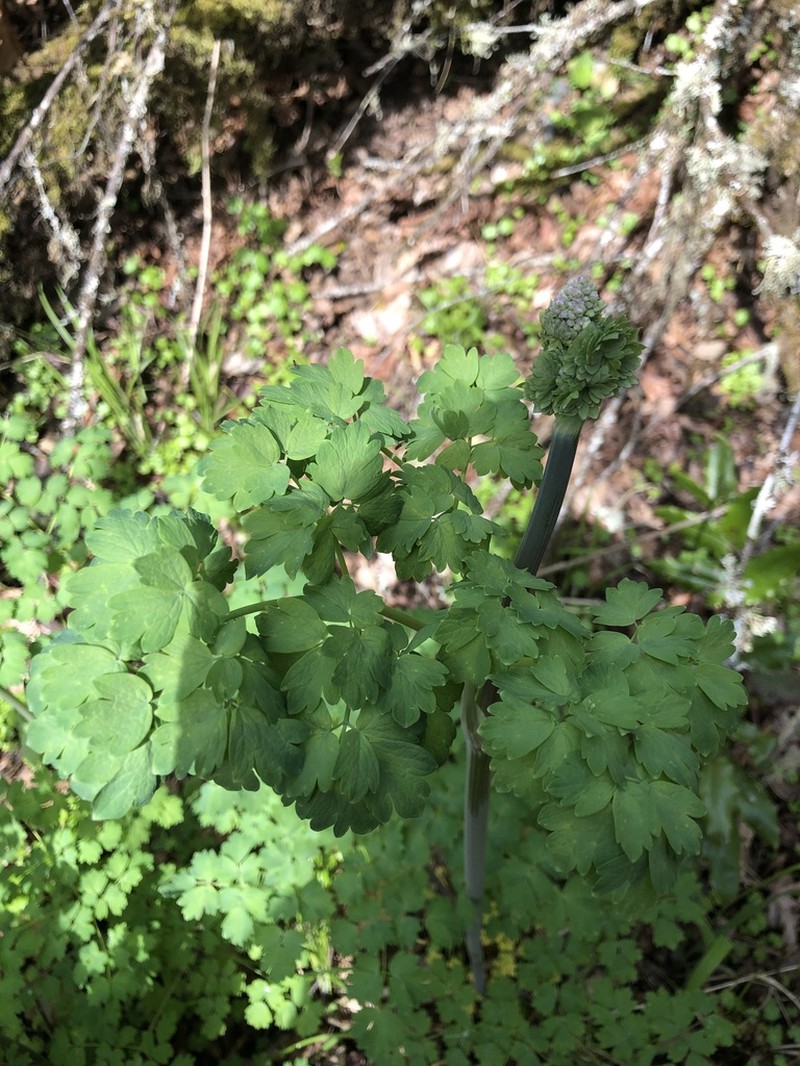 Thalictrum polycarpum photo 2