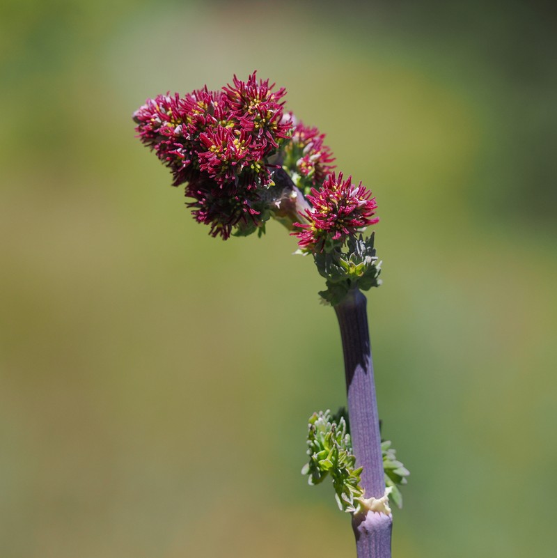Thalictrum polycarpum photo 3