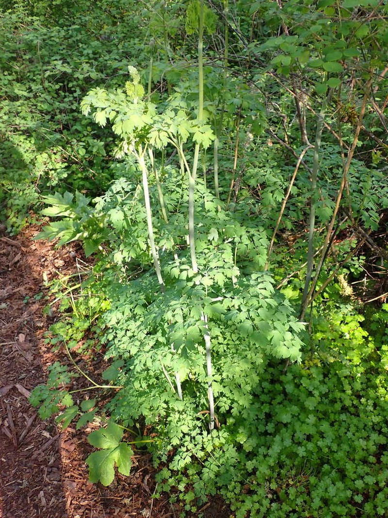 Thalictrum polycarpum photo 4