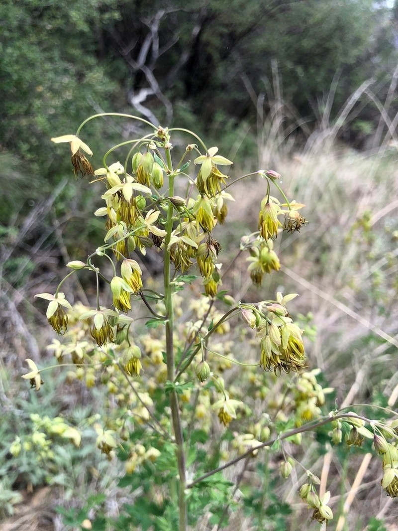 Thalictrum polycarpum photo 5