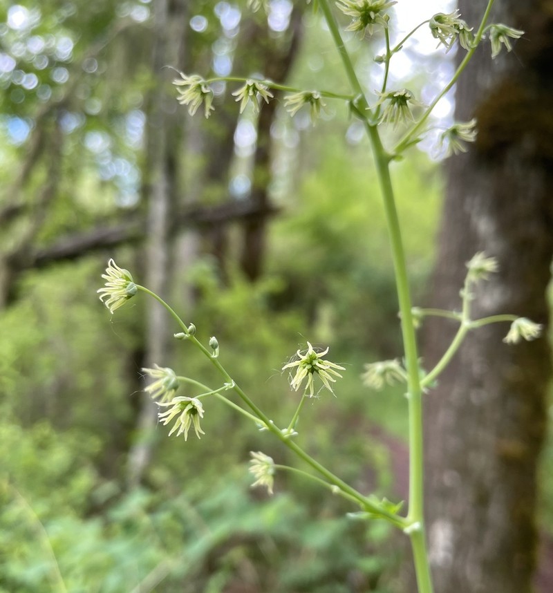 Thalictrum polycarpum photo 6