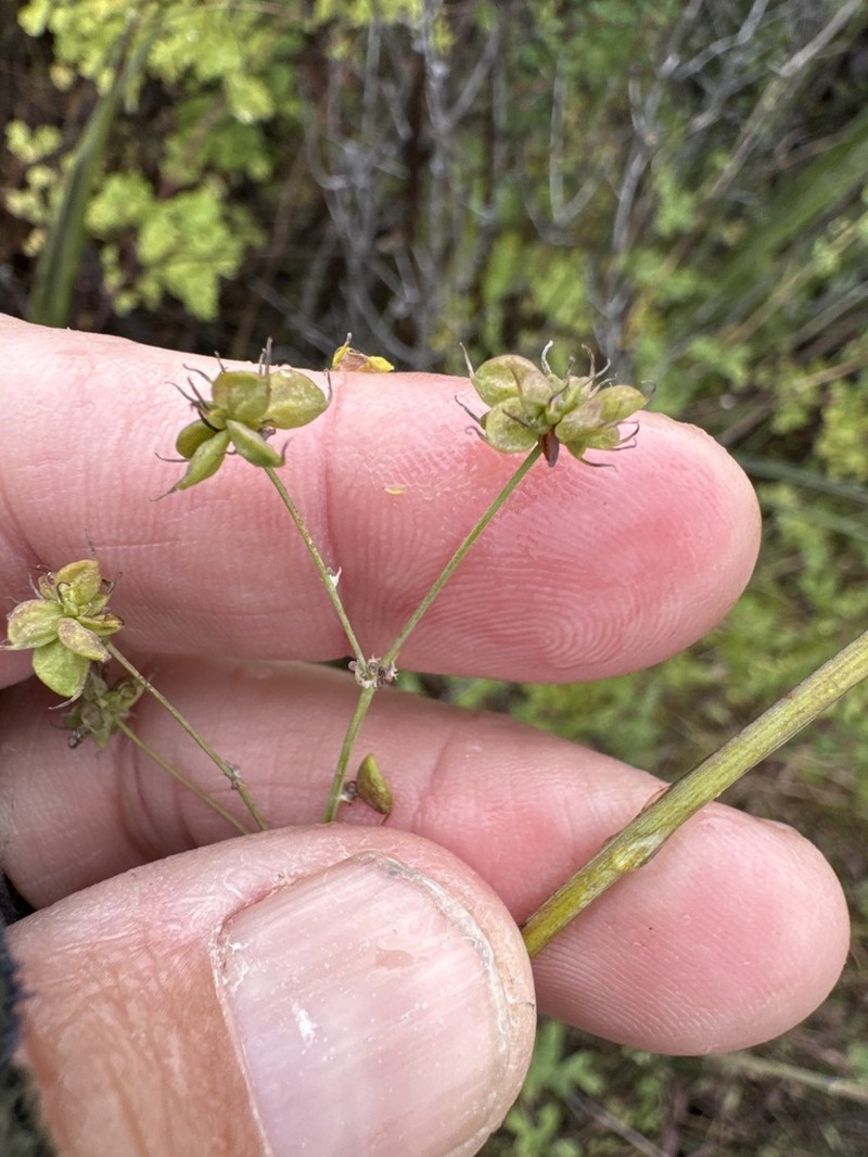 Thalictrum polycarpum photo 8