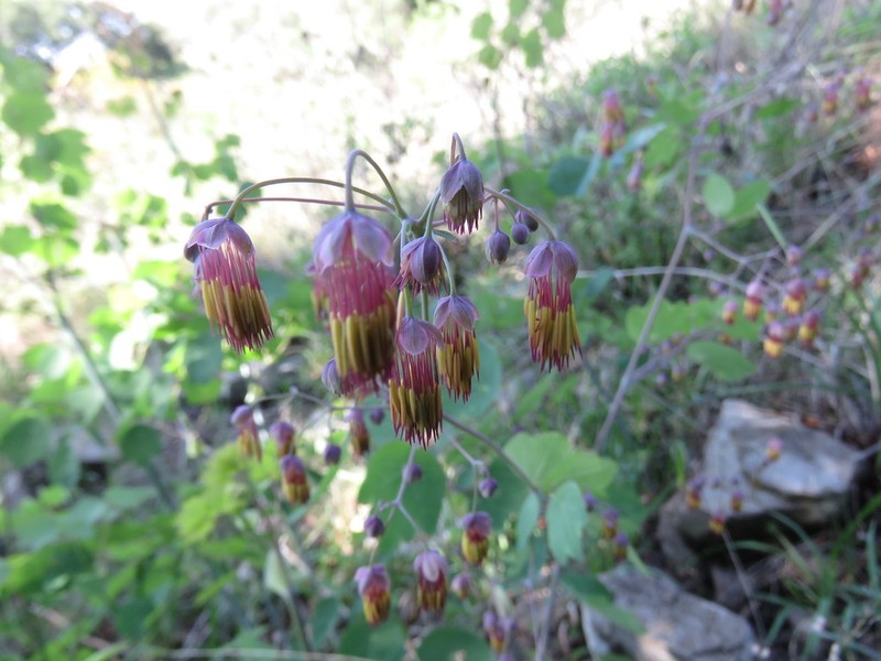 Thalictrum pringlei