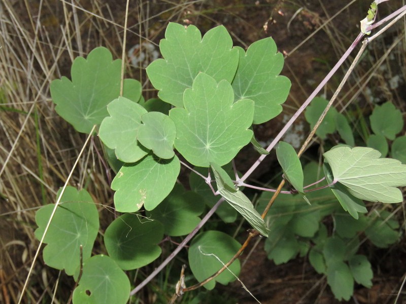 Thalictrum pringlei photo 2