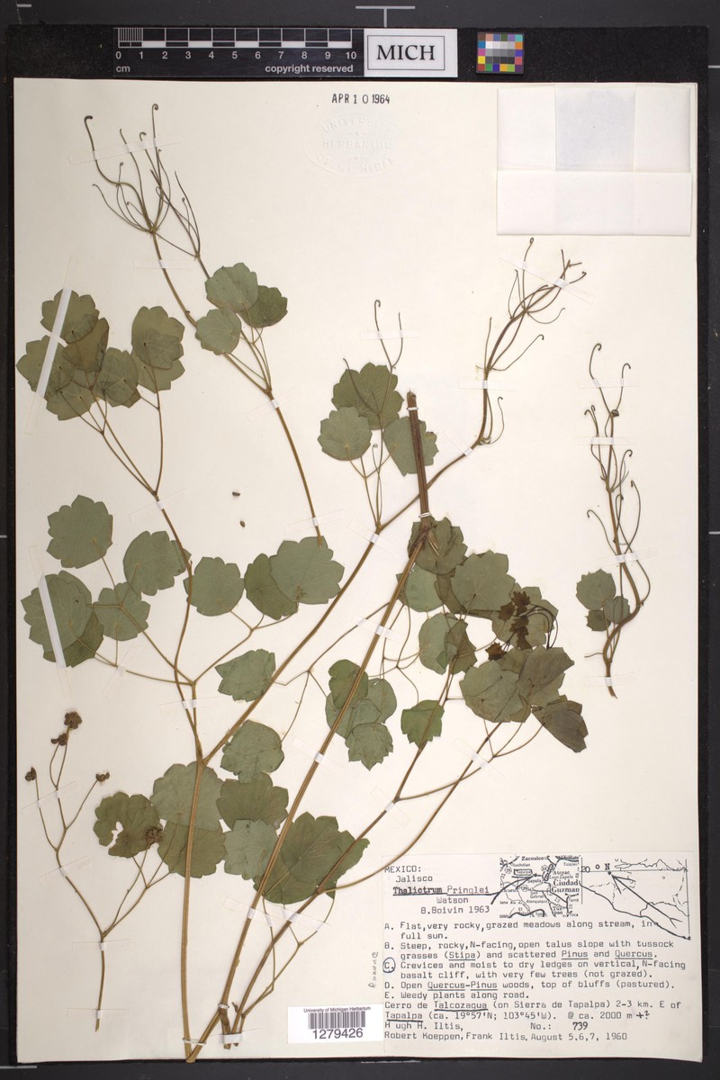 Thalictrum pringlei photo 3