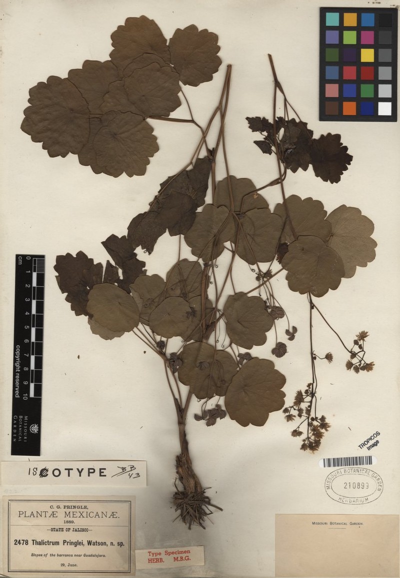 Thalictrum pringlei photo 4