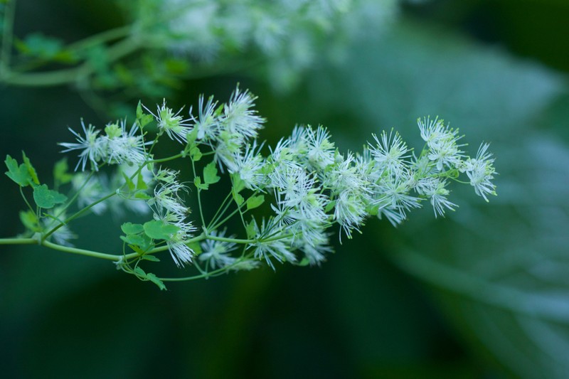 Thalictrum przewalskii