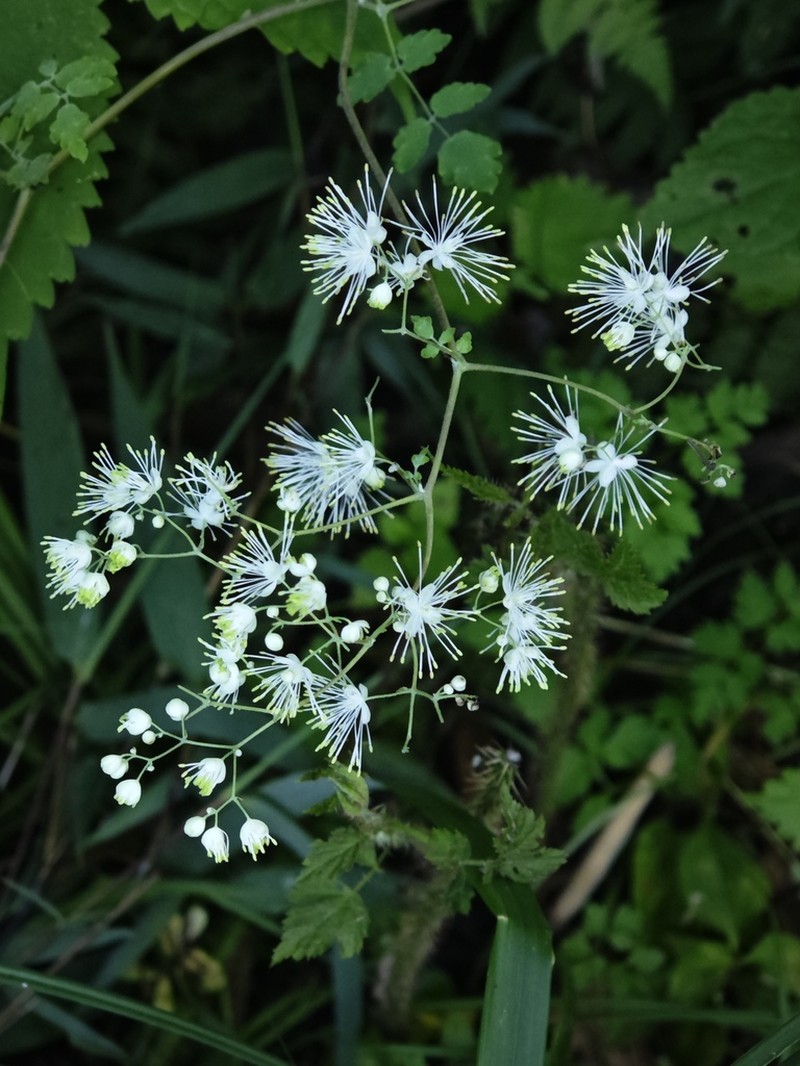 Thalictrum przewalskii photo 2