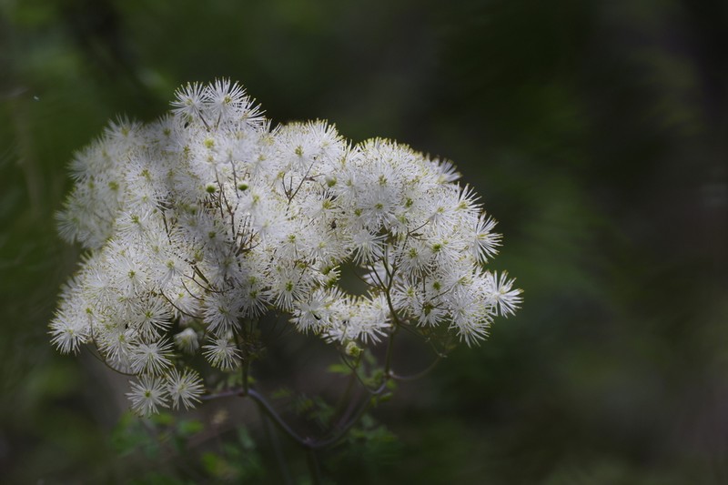 Thalictrum przewalskii photo 3