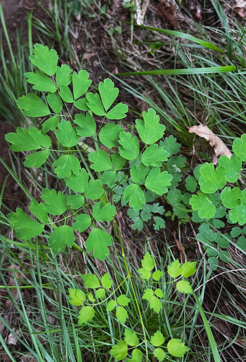 Thalictrum przewalskii photo 4